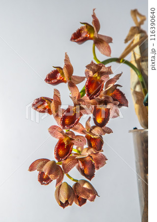 Beautiful orchid flower. Catasetum tupa variety. Branch peduncle with buds. A rare species of spotted orchid. Brown red flowering plant. Floriculture. 116390640