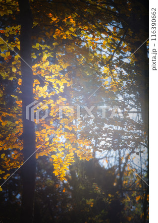 Close up of beech leaves in autumntime with beautiful sunlight Close up of beech leaves in autumntime with beautiful sunlight 116390662