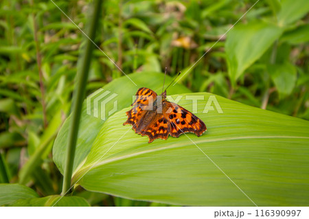 シータテハ 116390997