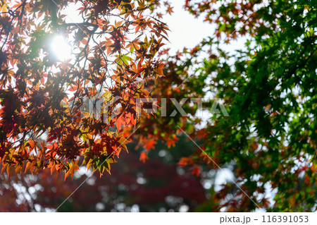 紅葉の木洩れ日 116391053