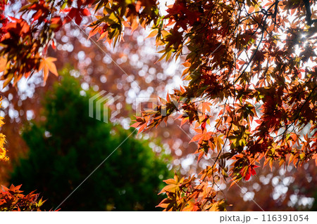 逆光の紅葉 116391054
