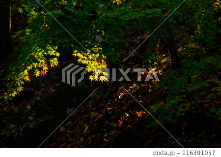 日陰の紅葉へのスポットライト 116391057
