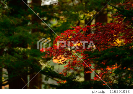 真っ赤な紅葉 116391058