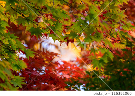 色彩豊かな紅葉 116391060