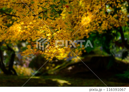 黄葉の森 116391067