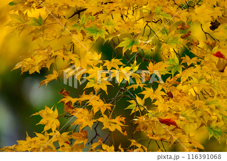 黄色に紅葉したカエデ 116391068