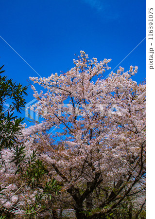 【京都風景】平野神社の桜 116391075