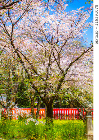 【京都風景】平野神社の桜 116391078
