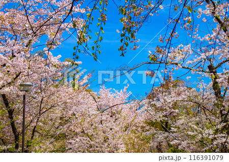 【京都風景】平野神社の桜 116391079