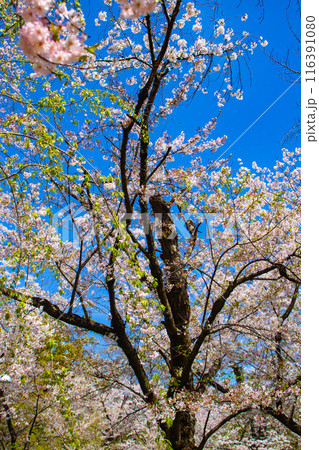 【京都風景】平野神社の桜 116391080