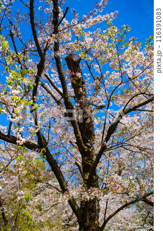 【京都風景】平野神社の桜 116391083