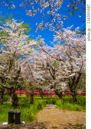 【京都風景】平野神社の桜 【京都風景】平野神社の桜 116391087