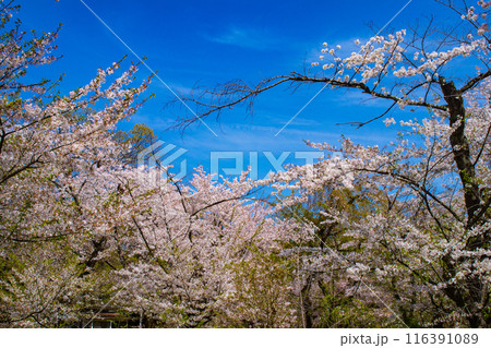 【京都風景】平野神社の桜 116391089
