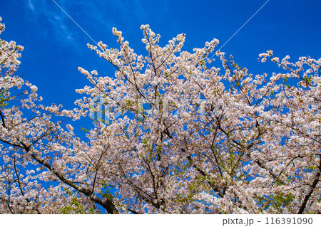 【京都風景】平野神社の桜 116391090