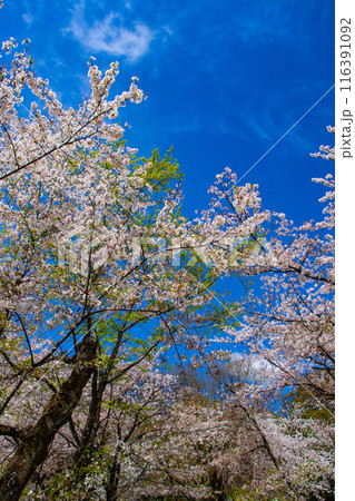 【京都風景】平野神社の桜 【京都風景】平野神社の桜 116391092