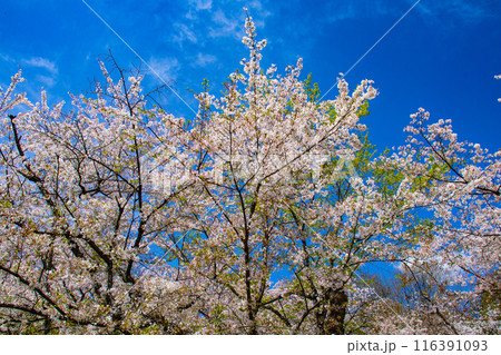 【京都風景】平野神社の桜 【京都風景】平野神社の桜 116391093