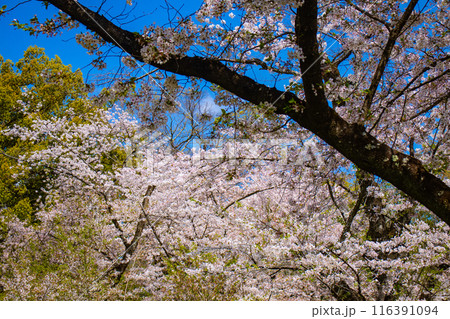 【京都風景】平野神社の桜 【京都風景】平野神社の桜 116391094