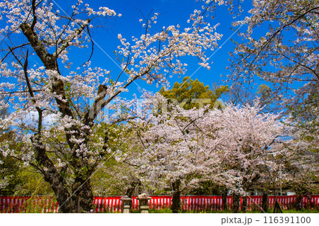 【京都風景】平野神社の桜 116391100