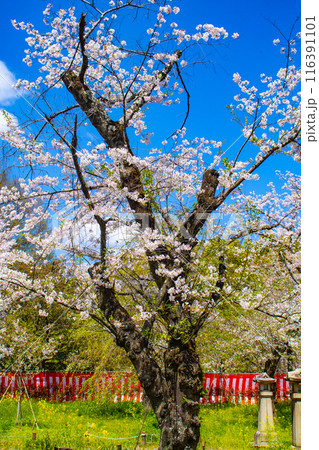 【京都風景】平野神社の桜 116391101