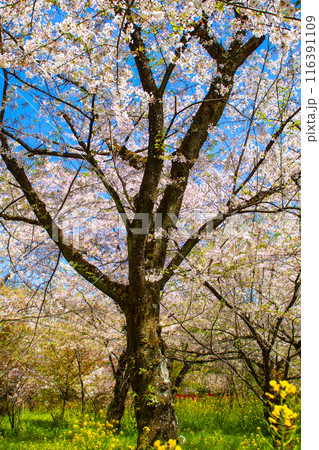 【京都風景】平野神社の桜 【京都風景】平野神社の桜 116391109