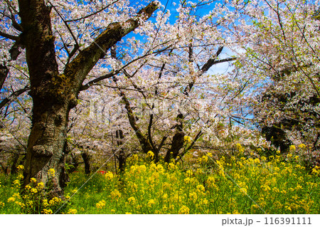 【京都風景】平野神社の桜 【京都風景】平野神社の桜 116391111