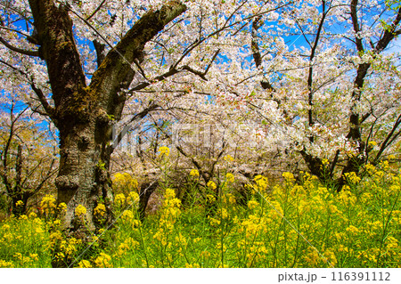 【京都風景】平野神社の桜 【京都風景】平野神社の桜 116391112