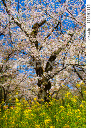 【京都風景】平野神社の桜 116391116