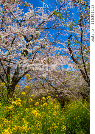 【京都風景】平野神社の桜 【京都風景】平野神社の桜 116391118