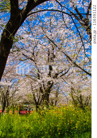 【京都風景】平野神社の桜 【京都風景】平野神社の桜 116391122