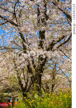 【京都風景】平野神社の桜 【京都風景】平野神社の桜 116391125
