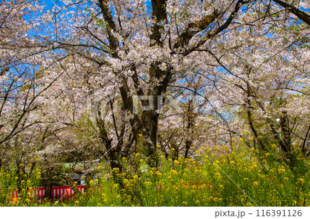 【京都風景】平野神社の桜 【京都風景】平野神社の桜 116391126
