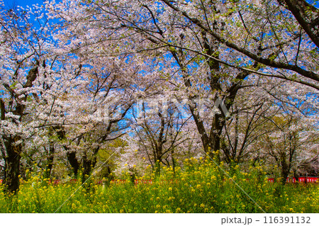 【京都風景】平野神社の桜 【京都風景】平野神社の桜 116391132