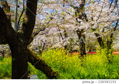 【京都風景】平野神社の桜 【京都風景】平野神社の桜 116391133