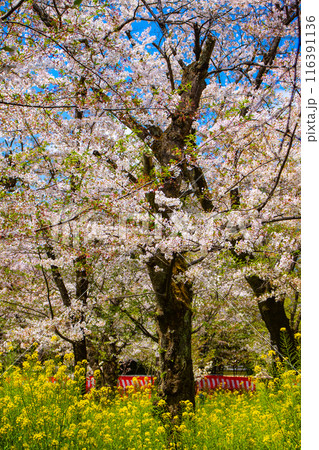 【京都風景】平野神社の桜 116391136