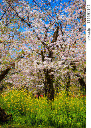 【京都風景】平野神社の桜 116391141