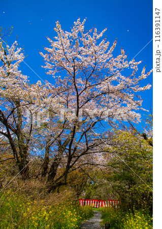 【京都風景】平野神社の桜 116391147