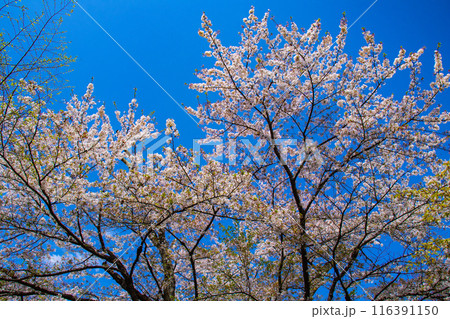 【京都風景】平野神社の桜 【京都風景】平野神社の桜 116391150