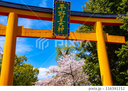 【京都風景】平野神社の桜 116391152