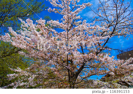 【京都風景】平野神社の桜 【京都風景】平野神社の桜 116391153