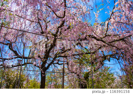 【京都風景】平野神社の桜 【京都風景】平野神社の桜 116391158