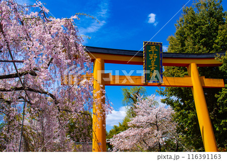 【京都風景】平野神社の桜 【京都風景】平野神社の桜 116391163