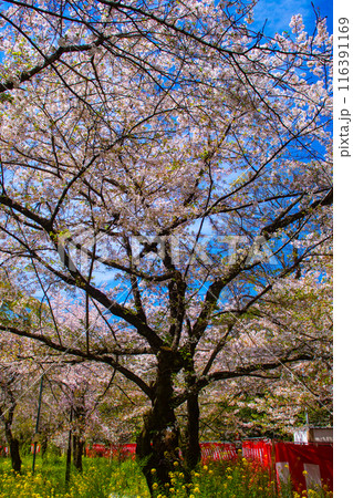 【京都風景】平野神社の桜 【京都風景】平野神社の桜 116391169