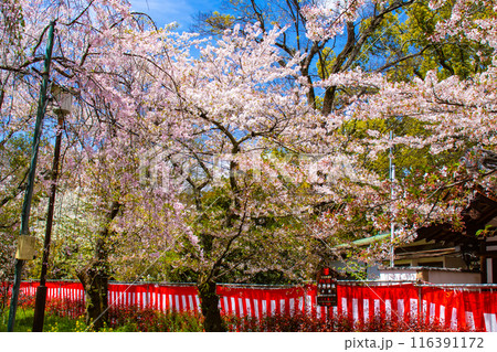 【京都風景】平野神社の桜 【京都風景】平野神社の桜 116391172