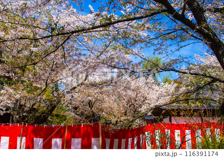 【京都風景】平野神社の桜 116391174