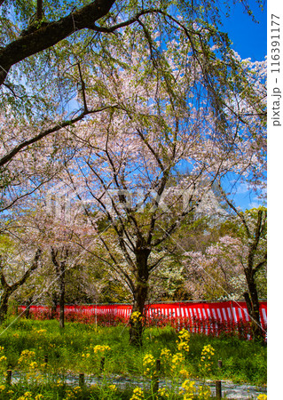【京都風景】平野神社の桜 【京都風景】平野神社の桜 116391177