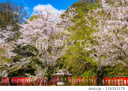 【京都風景】平野神社の桜 【京都風景】平野神社の桜 116391179