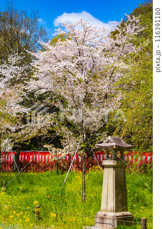 【京都風景】平野神社の桜 116391180