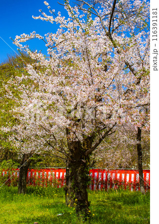 【京都風景】平野神社の桜 【京都風景】平野神社の桜 116391181