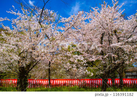 【京都風景】平野神社の桜 【京都風景】平野神社の桜 116391182