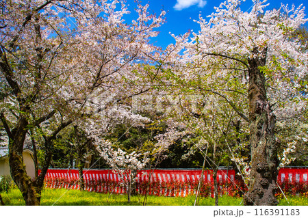 【京都風景】平野神社の桜 116391183